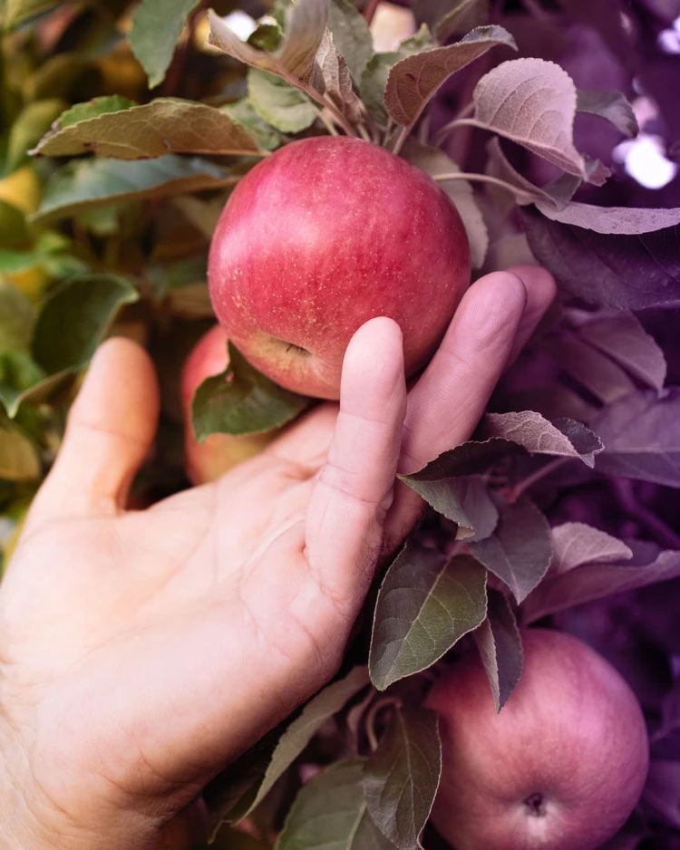 A hand takes a red apple from a tree with many leaves